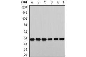 Western blot analysis of RbAp46 expression in HT29 (A), MCF7 (B), mouse heart (C), mouse ovary (D), rat spleen (E), rat lung (F) whole cell lysates. (RBBP7 抗体)