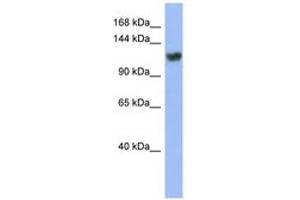 Image no. 1 for anti-Zinc Finger Protein 423 (Znf423) (C-Term) antibody (ABIN6742828) (Znf423 抗体  (C-Term))