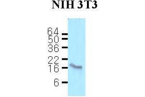 Cell lysates of NIH3T3 (50 ug) were resolved by SDS-PAGE, transferred to nitrocellulose membrane and probed with anti-human Calmodulin (1:500). (Calmodulin 1 抗体  (AA 1-149))