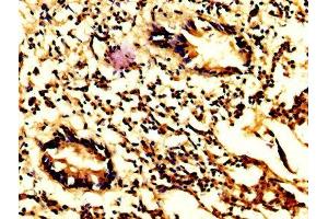 IHC image of ABIN7146960 diluted at 1:200 and staining in paraffin-embedded human appendix tissue performed on a Leica BondTM system. (Caspase 7 抗体  (AA 24-198))