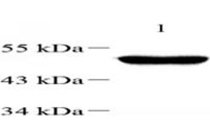 Western blot analysis of TBXT (ABIN7075815),at dilution of 1: 1000,Lane 1: Mouse testis tissue lysate (T-Box 19 抗体)