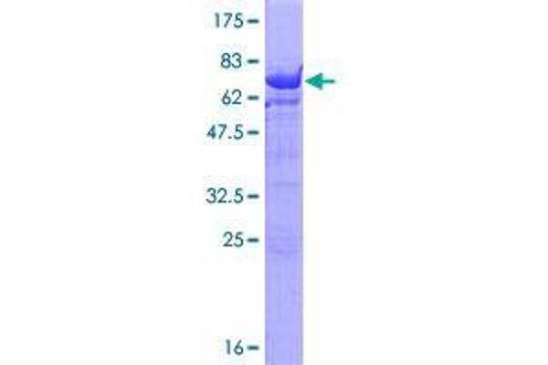 UBE2Q2 Protein (AA 1-375) (GST tag)