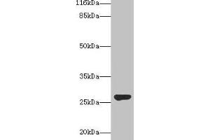 Western blot All lanes: IZUMO4 antibody at 2 μg/mL + Rat gonadal tissue Secondary Goat polyclonal to rabbit IgG at 1/10000 dilution Predicted band size: 27, 25, 18, 19 kDa Observed band size: 27 kDa (IZUMO4 抗体  (AA 16-214))