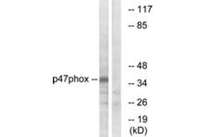 Western Blotting (WB) image for anti-Neutrophil Cytosol Factor 1 (NCF1) (AA 331-380) antibody (ABIN2888918) (NCF1 抗体  (AA 331-380))