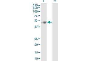 Western Blotting (WB) image for anti-Solute Carrier Family 25 (Mitochondrial Carrier, Phosphate Carrier), Member 24 (SLC25A24) (AA 1-477) antibody (ABIN526192)