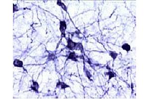 Immunohistochemical staining of catecholaminergic neurons in the rat brain stem. (Tyrosine Hydroxylase 抗体  (AA 61-77))