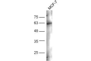 MCF-7 cell lysates probed with Anti-CD244(Tyr271) Polyclonal Antibody, Unconjugated  at 1:5000 for 90 min at 37˚C.