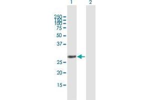 Western Blot analysis of HES4 expression in transfected 293T cell line by HES4 MaxPab polyclonal antibody. (HES4 抗体  (AA 1-221))