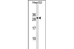 DDIT4L Antibody (N-term) (ABIN1539499 and ABIN2849122) western blot analysis in HepG2 cell line lysates (35 μg/lane). (DDIT4L 抗体  (N-Term))