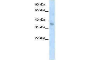 Western Blot showing TGFB1 antibody used at a concentration of 1. (TGFB1 抗体  (Middle Region))