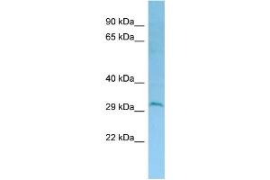 WB Suggested Anti-DERL2 Antibody Titration: 1. (Der1-Like Domain Family, Member 2 (DERL2) (C-Term) 抗体)