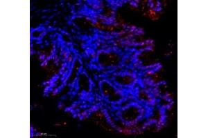 Immunofluorescence of paraffin embedded mouse colon using groucho (ABIN7075961) at dilution of 1:1000 (300x lens) (TLE1 抗体)