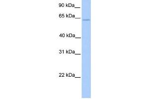 WB Suggested Anti-ELF4 Antibody Titration:  0. (Elf4 抗体  (C-Term))