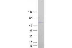 Western Blotting (WB) image for POU Domain, Class 4, Transcription Factor 2 (POU4F2) protein (Myc-DYKDDDDK Tag) (ABIN2729395)