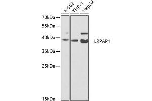 Western blot analysis of extracts of various cell lines, using LRP antibody (ABIN3017160, ABIN3017161, ABIN1680715 and ABIN6219979) at 1:200 dilution. (LRPAP1 抗体)
