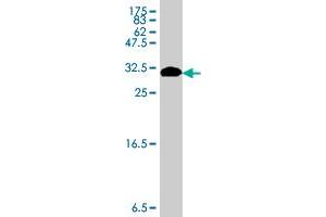 Western Blot detection against Immunogen (31. (MT-ND1 抗体  (AA 21-71))