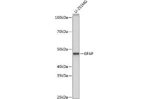 Western blot analysis of extracts of U-251MG cells, using GFAP antibody (ABIN7267389) at 1:1000 dilution. (GFAP 抗体)