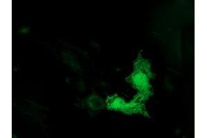Anti-TUBB4 mouse monoclonal antibody (ABIN2454709) immunofluorescent staining of COS7 cells transiently transfected by pCMV6-ENTRY TUBB4 (RC203945). (TUBB4 抗体)
