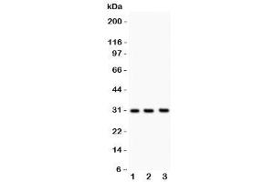 Western blot testing of PSA antibody and Lane 1:  rat brain (Prostate Specific Antigen 抗体  (AA 25-261))