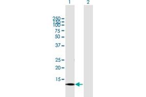 Western Blot analysis of CNIH3 expression in transfected 293T cell line by CNIH3 MaxPab polyclonal antibody. (CNIH3 抗体  (AA 1-160))