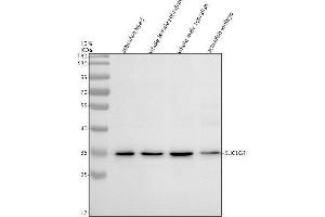 Western blot analysis of SUCLG1 using anti-SUCLG1 antibody (AZQ66I58).