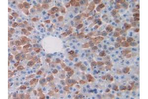 Immunohistochemistry (Paraffin-embedded Sections) (IHC (p)) image for anti-Calpain 1, Large Subunit (CAPNL1) (AA 387-694) antibody (ABIN2901957)