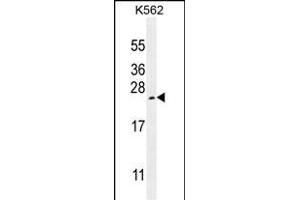 VEGFA Antibody (Center) (ABIN656118 and ABIN2845457) western blot analysis in K562 cell line lysates (35 μg/lane).