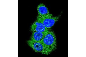 Confocal immunofluorescent analysis of Aldolase (ALDOA) Antibody (N-term) (ABIN389191 and ABIN2839354) with HepG2 cell followed by Alexa Fluor 488-conjugated goat anti-rabbit lgG (green). (ALDOA 抗体  (N-Term))