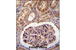 MGP Antibody immunohistochemistry analysis in formalin fixed and paraffin embedded human kidney tissue followed by peroxidase conjugation of the secondary antibody and DAB staining. (MGP 抗体  (AA 37-66))