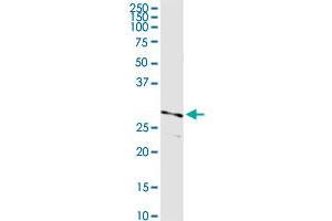 PRSS21 MaxPab rabbit polyclonal antibody. (PRSS21 抗体  (AA 1-314))