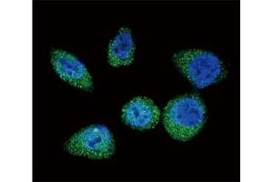 Confocal immunofluorescent analysis of mTOR antibody with HeLa cells followed by Alexa Fluor 488-conjugated goat anti-rabbit lgG (green).