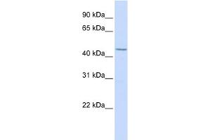WB Suggested Anti-LEF1 Antibody Titration:  0. (LEF1 抗体  (N-Term))