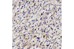 Immunohistochemistry (IHC) image for anti-Butyrylcholinesterase (BCHE) antibody (ABIN1871242) (Butyrylcholinesterase 抗体)