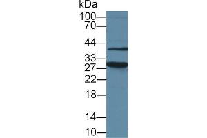 Western Blot; Sample: Human HepG2 cell lysate; ;Primary Ab: 1µg/ml Rabbit Anti-Mouse HMG1 Antibody;Second Ab: 0. (HMGB1 抗体  (AA 1-215))