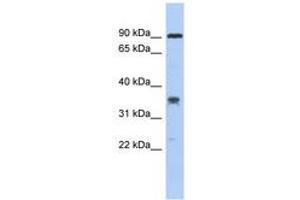 Image no. 1 for anti-Chromosome 6 Open Reading Frame 154 (C6orf154) (AA 179-228) antibody (ABIN6743771) (C6orf154 抗体  (AA 179-228))