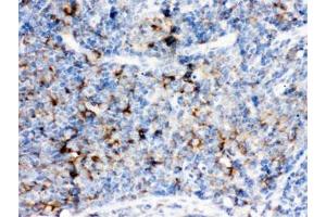 IHC testing of FFPE rat lymph node with CD14 antibody.