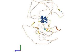 AlphaFold protein structure predicition of Mouse Recombinant Foxo1 Protein, UniprotID Q9R1E0