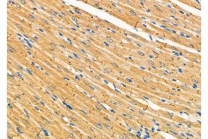 ABIN6265714 and ABIN6277332 at 1/100 staining Rat heart tissue by IHC-P. (TRAP1 抗体  (Internal Region))
