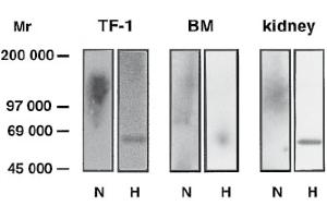 Western Blot analysis of Glypican-4 expression in tissues and cell lines. (GPC4 抗体  (AA 509-520))