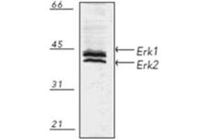 Western blot analysis of human A431 fibroblast cell lysate, probed with Erk1/2 pAb. (ERK1/2 抗体)