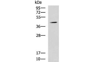 Western blot analysis of Mouse liver tissue lysate using SPI1 Polyclonal Antibody at dilution of 1:1600 (SPI1 抗体)