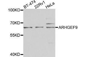 Western blot analysis of extracts of various cell lines, using ARHGEF9 antibody (ABIN5975759) at 1/1000 dilution. (Arhgef9 抗体)