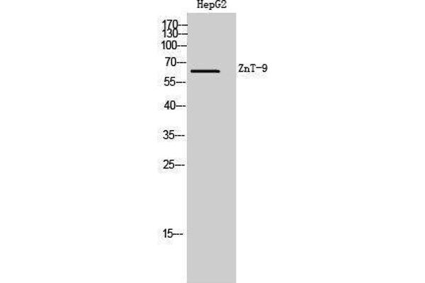 SLC30A9 antibody  (Internal Region)