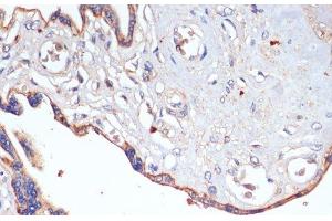 Immunohistochemistry of paraffin-embedded Human placenta using CD47 Polyclonal Antibody at dilution of 1:200 (40x lens). (CD47 抗体)