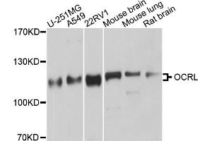 Western blot analysis of extracts of various cell lines, using OCRL antibody. (OCRL 抗体)