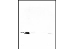 Western blot was performed on whole cell (25μg, lane 1) and histone extracts (15μg, lane 2) from HeLa cells, and on 1 μg of recombinant histone H2A, H2B, H3 and H4 (lane 3, 4, 5 and 6, respectively) using H4K5ac Polyclonal Antibody. (Histone H4 抗体  (acLys5))