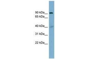 Image no. 1 for anti-Integrin beta 5 (ITGB5) (AA 395-444) antibody (ABIN6743354) (Integrin beta 5 抗体  (AA 395-444))