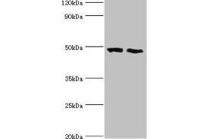 Western blot All lanes: FDFT1 antibody at 2 μg/mL Lane 1: 293T whole cell lysate Lane 2: Mouse liver tissue Secondary Goat polyclonal to rabbit IgG at 1/10000 dilution Predicted band size: 49, 41, 39, 36, 44 kDa Observed band size: 49 kDa (FDFT1 抗体  (AA 1-260))
