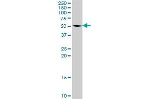 MAPK8 MaxPab rabbit polyclonal antibody. (JNK 抗体  (AA 1-427))