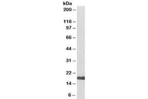 Western blot testing of human kidney lysate with UBE2I antibody at 0. (UBE2I 抗体  (Biotin))